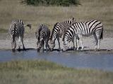 Africa 101 : Africa, Animal, Botswana, Landscape, Makgadikgadi, Mammal, Waterhole, Zebra